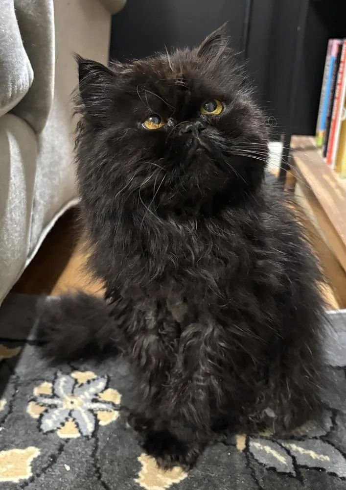 An adult small-sized female Black Persian cat named Sadie for adoption in Powder Springs, GA
