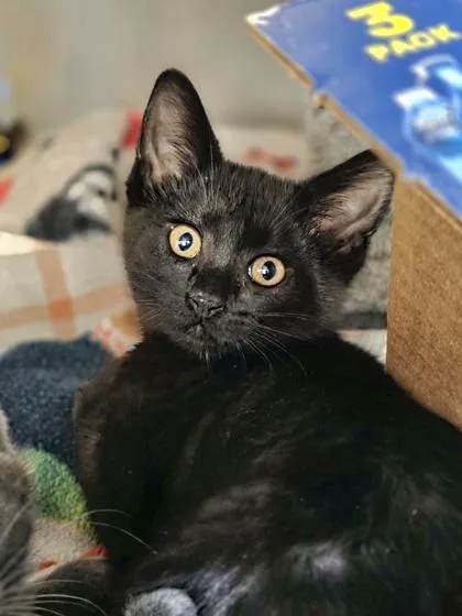 A baby small-sized female Domestic Short Hair cat named Eliza for adoption in Westland, MI