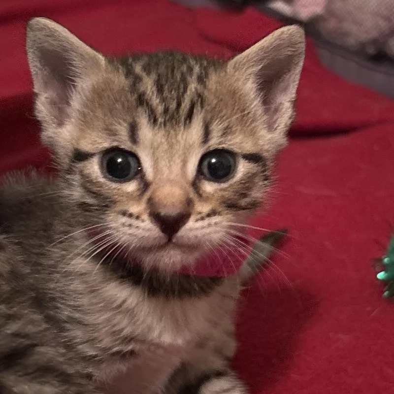 A baby small-sized male Brown / Chocolate Domestic Short Hair cat named Tiger for adoption in Overland Park, KS