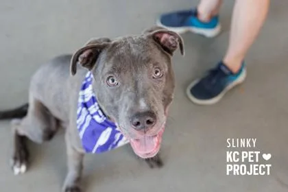 An adult large-sized male Gray / Blue / Silver Pit Bull Terrier dog named Slinky for adoption in Kansas City, MO