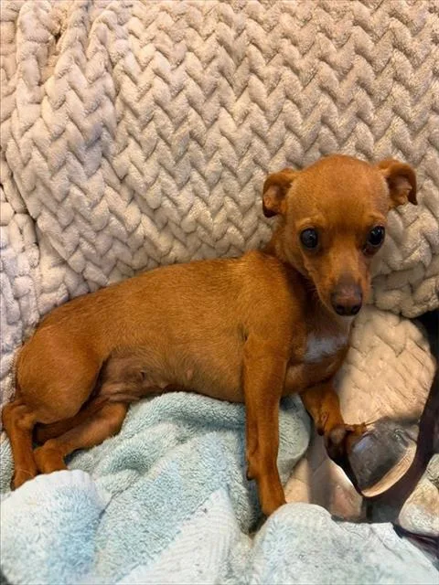 A young small-sized female Chihuahua dog named Rumi for adoption in Salinas, CA