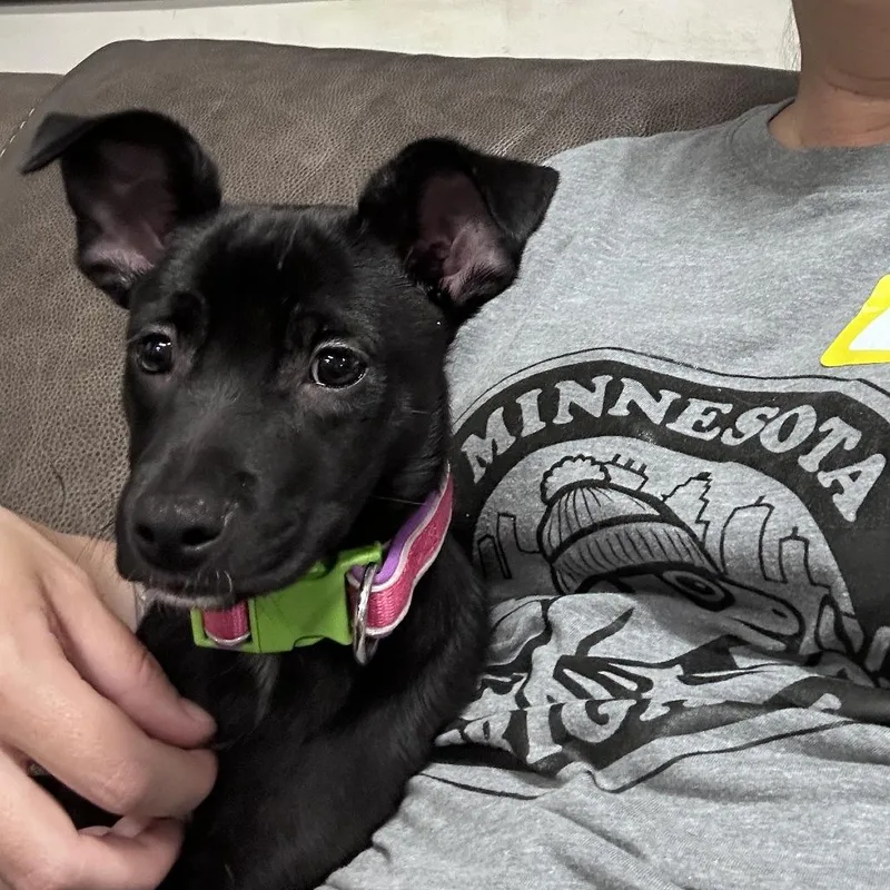 A baby medium-sized female Black Manchester Terrier dog named Twyster D for adoption in Minnetonka, MN