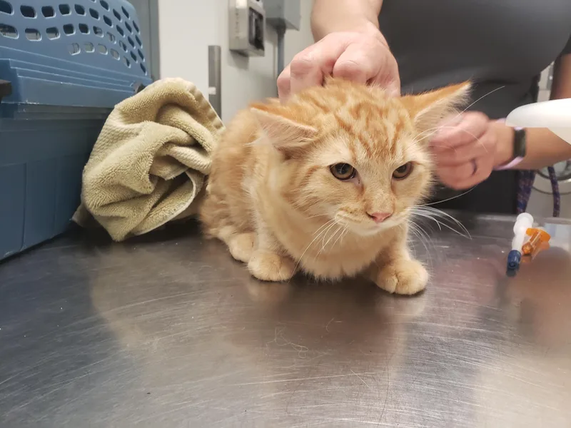 A baby medium-sized female Tabby (Orange / Red) Domestic Medium Hair cat named Martha for adoption in Allen, TX