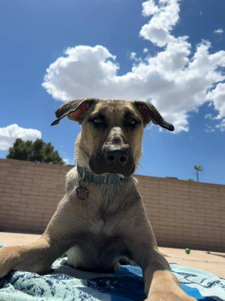 A young large-sized female Presa Canario dog named Canela for adoption in Phoenix, AZ