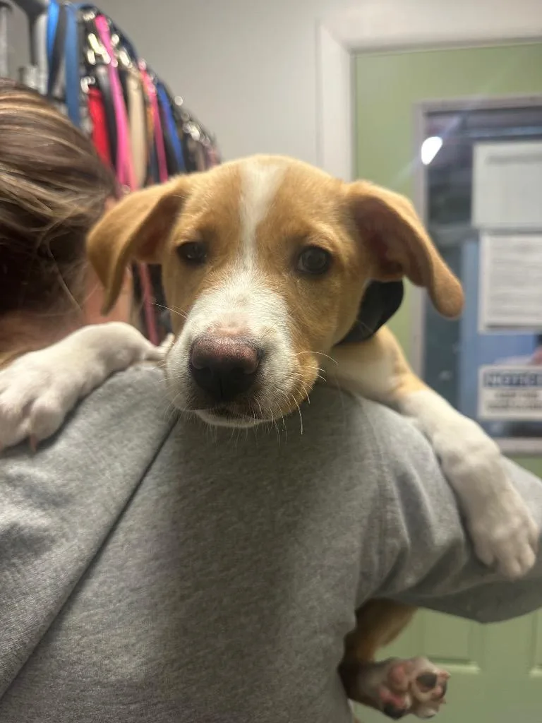 A baby medium-sized female Hound dog named Chewie for adoption in Ewing, NJ