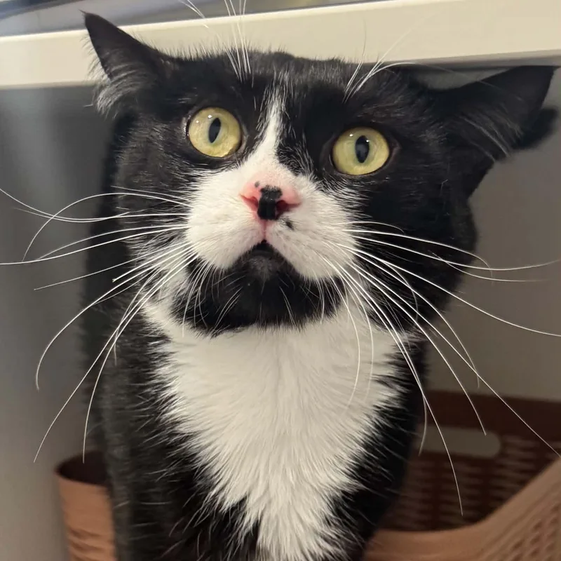 A young medium-sized male American Shorthair cat named King Brickford for adoption in Danbury, CT