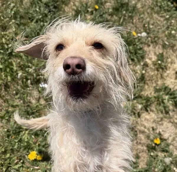 An adult small-sized male Terrier dog named Fitz for adoption in Golden, CO