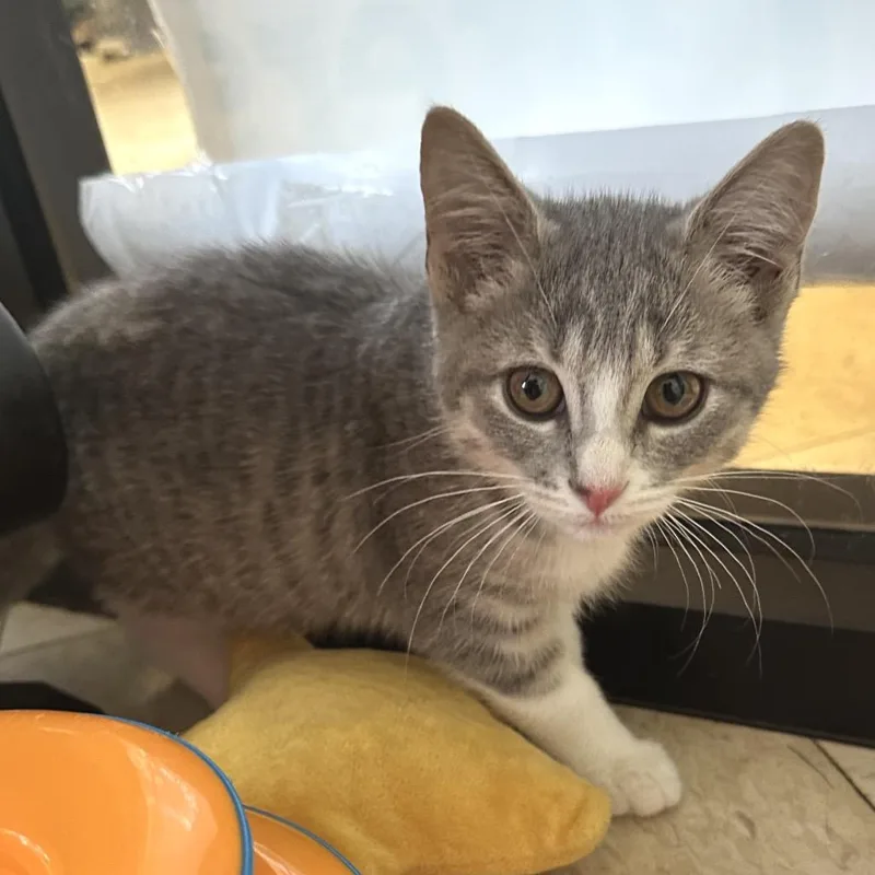 A baby small-sized female Gray / Blue / Silver Domestic Short Hair cat named Rose PL for adoption in Union, MO