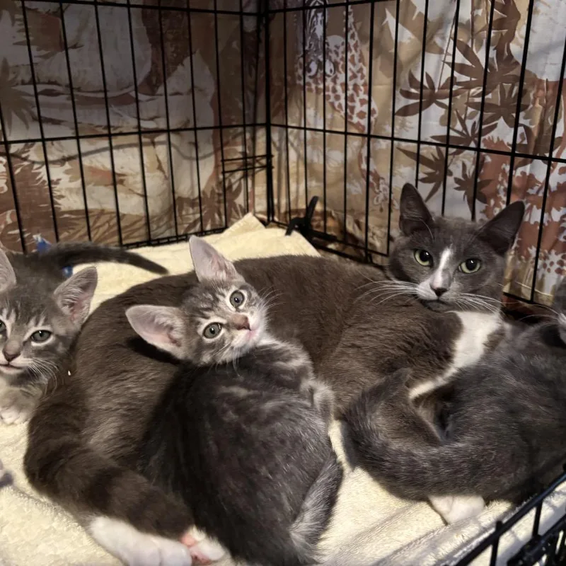 An adult medium-sized female Gray / Blue / Silver Domestic Short Hair cat named Avery for adoption in Redwood City, CA