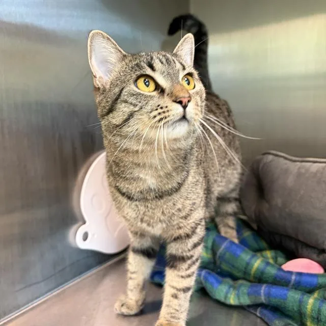 A young small-sized female Domestic Short Hair cat named Pixi for adoption in Centerville, MA