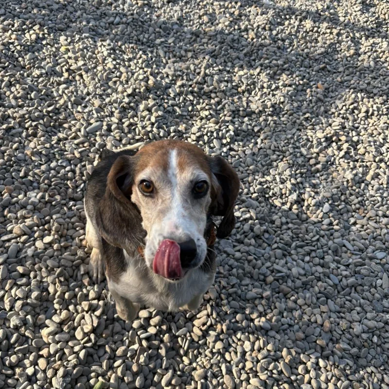 A senior medium-sized male Black Beagle dog named Cleetus for adoption in Waynesville, NC