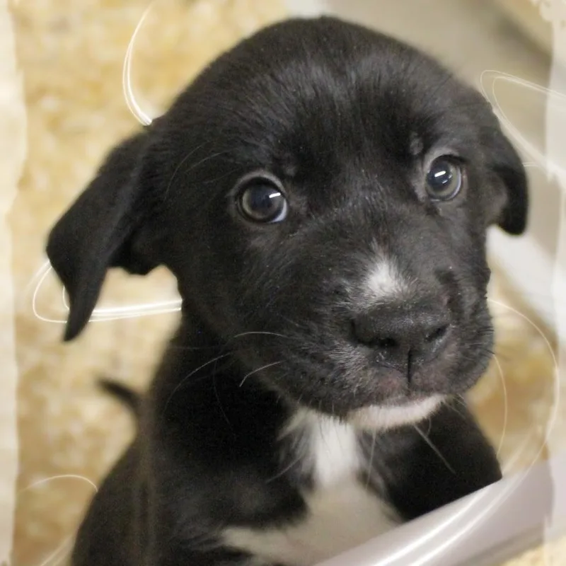 A baby medium-sized female Black Mixed Breed dog named Gwen for adoption in Amelia, OH