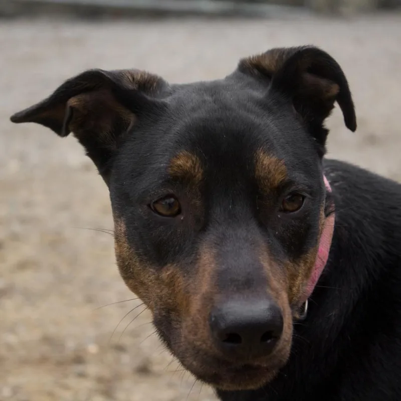 An adult medium-sized female Black Mixed Breed dog named Coco for adoption in Evansville, IN