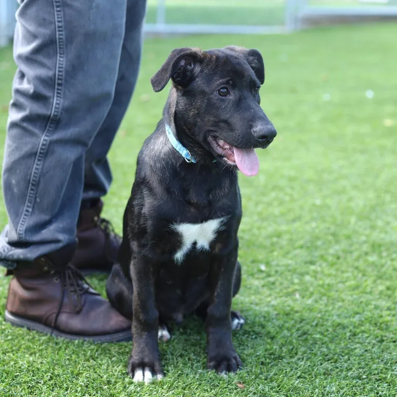 A baby medium-sized male Black Pit Bull Terrier dog named Wybie for adoption in Evansville, IN