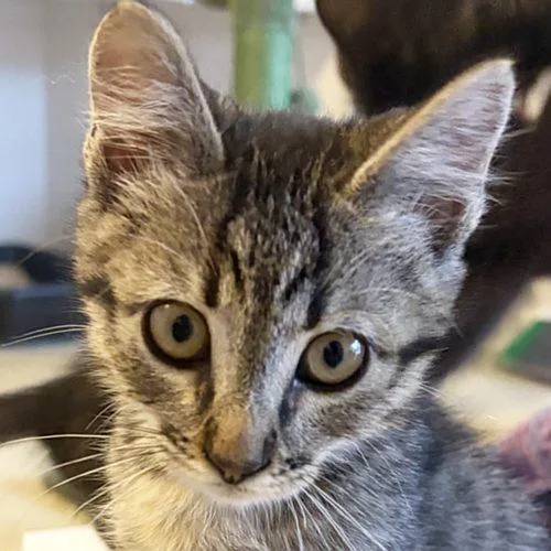 A baby medium-sized female Tabby (Brown / Chocolate) Domestic Short Hair cat named Olyvia for adoption in Sequim, WA