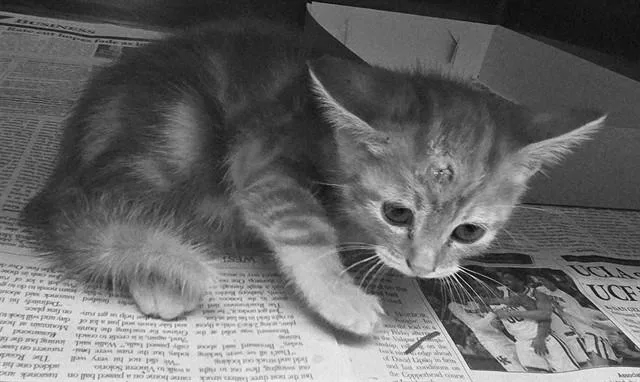 A baby medium-sized male Domestic Short Hair cat named Cat Damon for adoption in Lancaster, CA