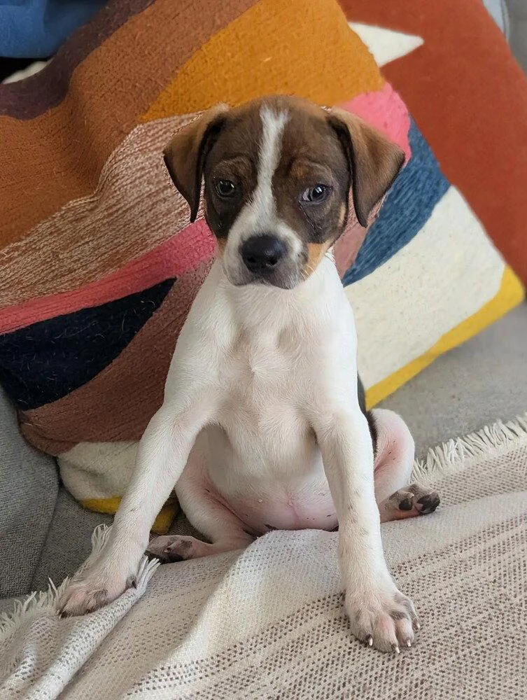 A baby medium-sized female Terrier dog named Minestrone for adoption in Candler, NC