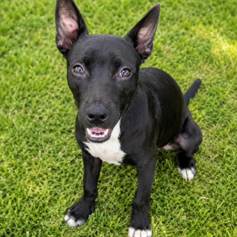 A baby medium-sized female Black American Staffordshire Terrier dog named Sophie for adoption in Mooresville, IN