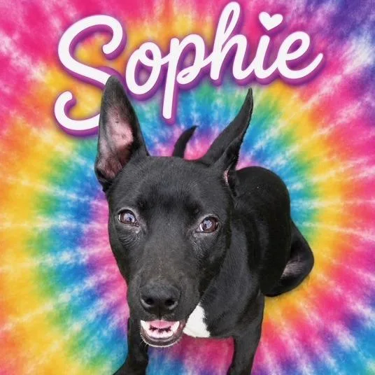 Sophie thumbnail 3
