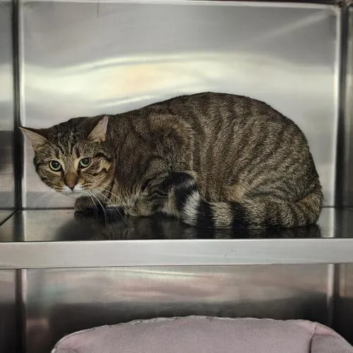 An adult medium-sized male Domestic Short Hair cat named Pappardelle for adoption in Webster, MA