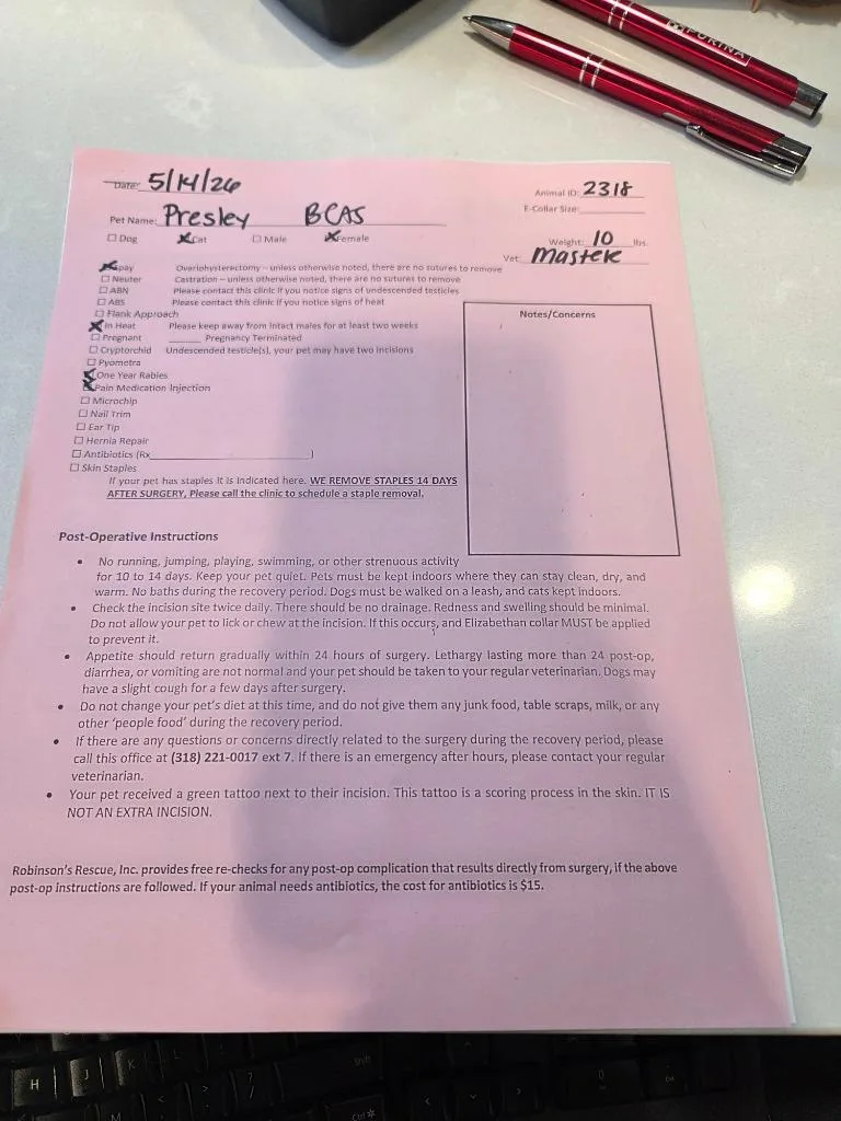 An adult medium-sized female Domestic Short Hair cat named Presley for adoption in Bossier City, LA