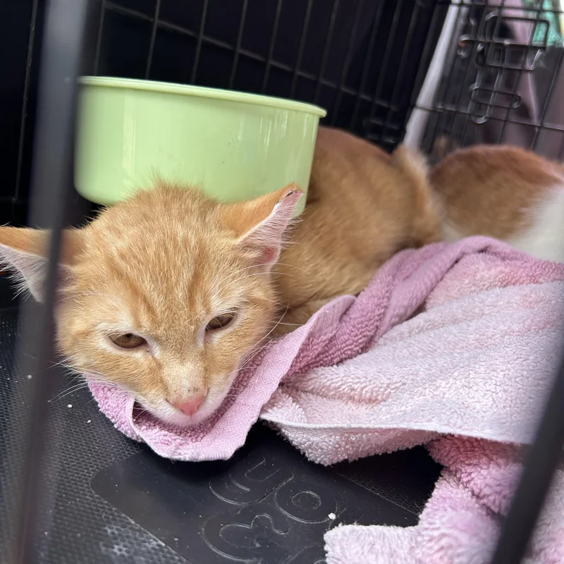 A young medium-sized male Domestic Short Hair cat named Carter for adoption in Richmond, VA