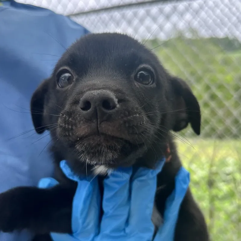 A baby small-sized male Black Mixed Breed dog named Luka for adoption in Uniontown, PA