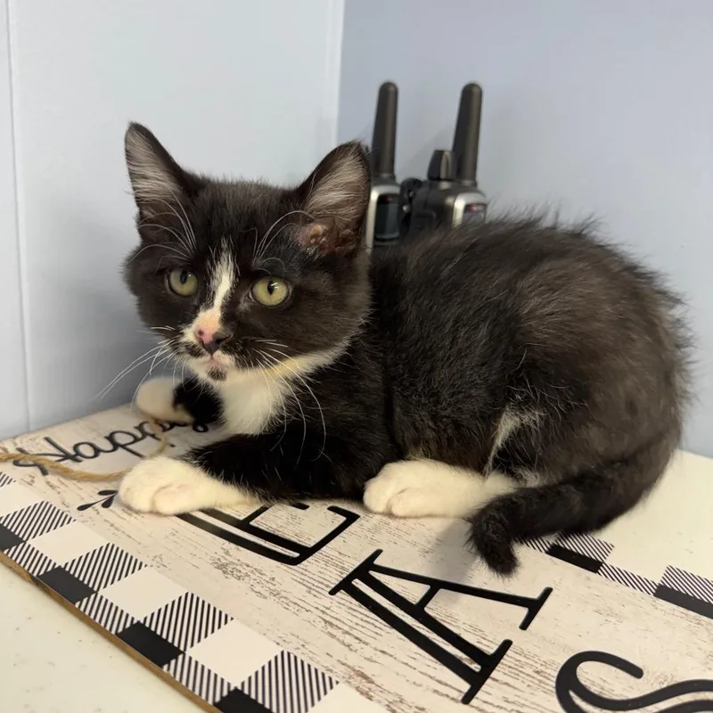 Charlie Chaplin thumbnail 2