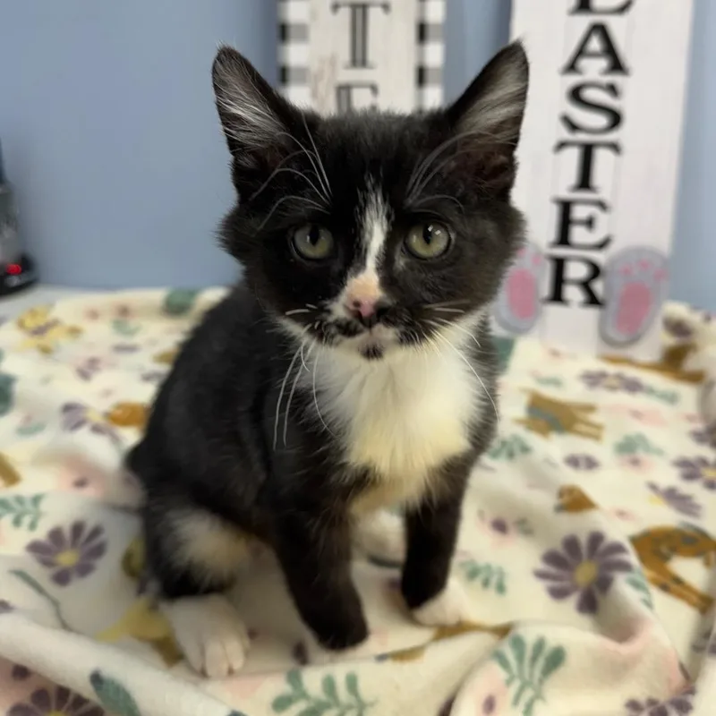 Charlie Chaplin thumbnail 3