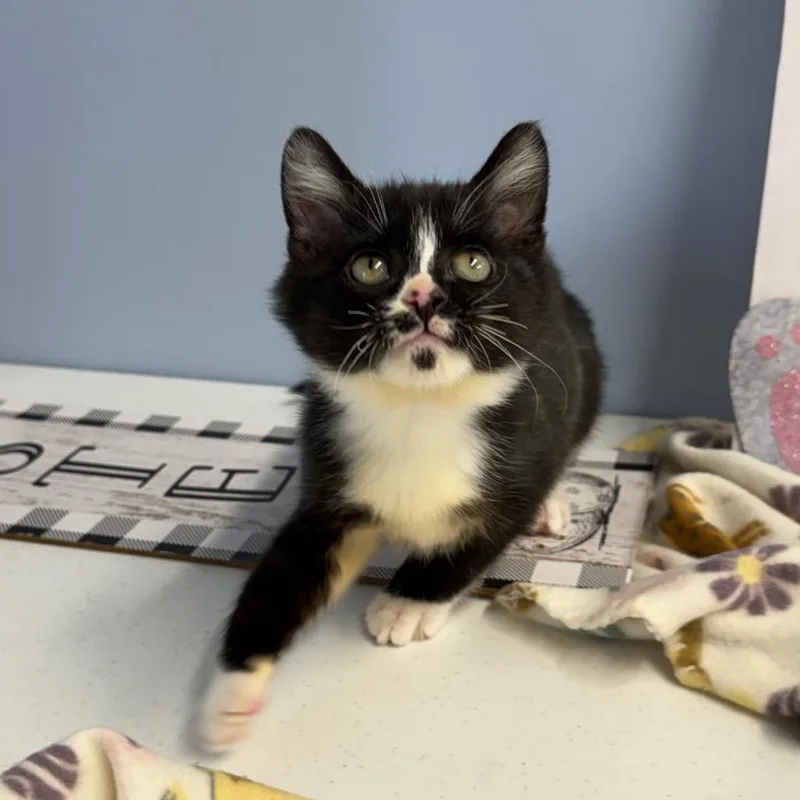 Charlie Chaplin thumbnail 4