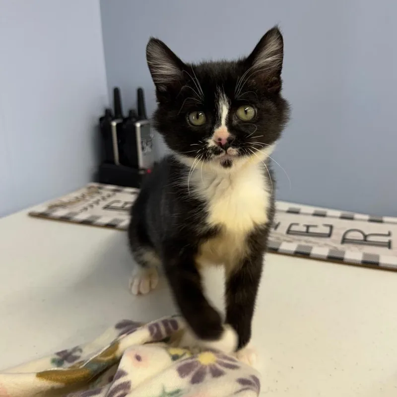 Charlie Chaplin thumbnail 5