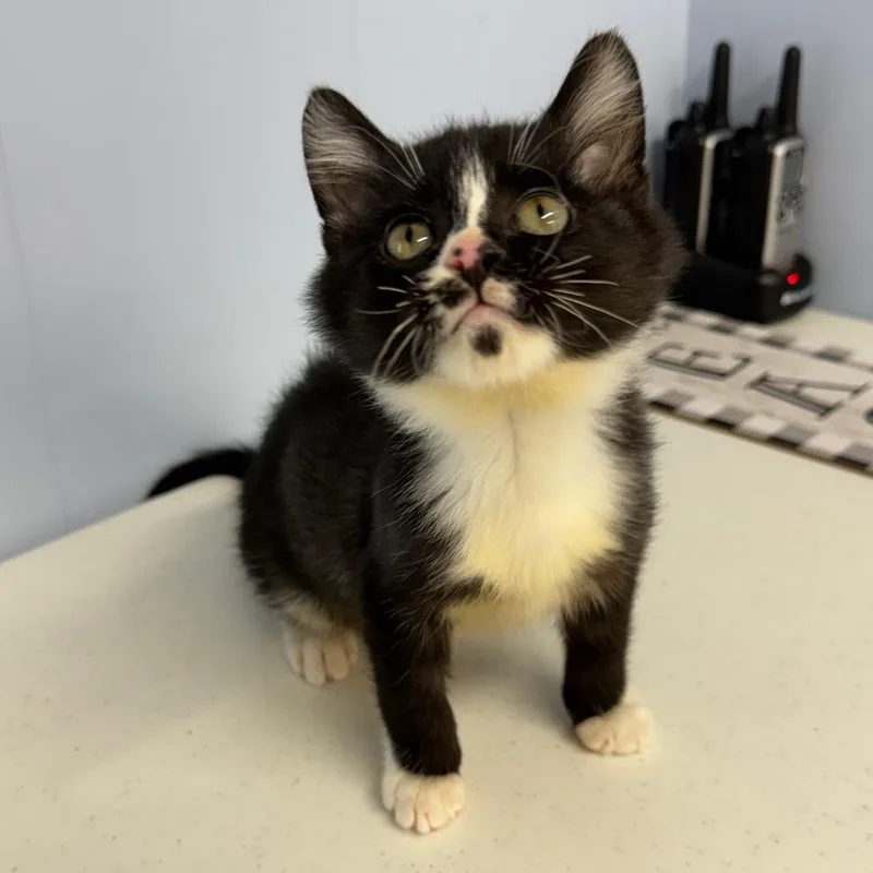 Charlie Chaplin thumbnail 6