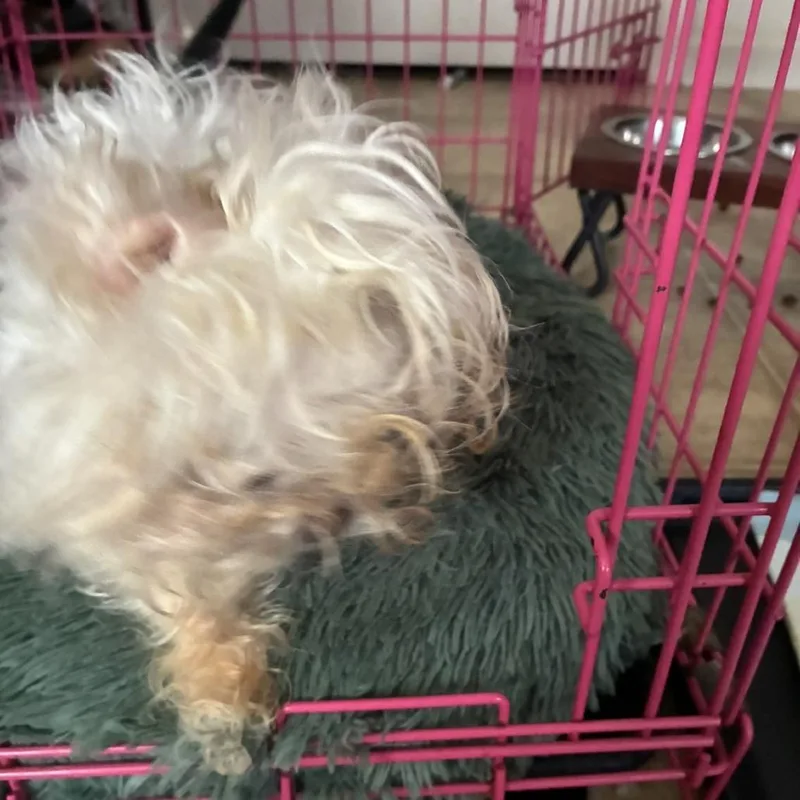 A senior small-sized female White / Cream Maltese dog named Zoey for adoption in Harrisonburg, VA