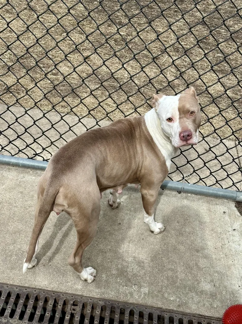 Cantaloupe thumbnail 2