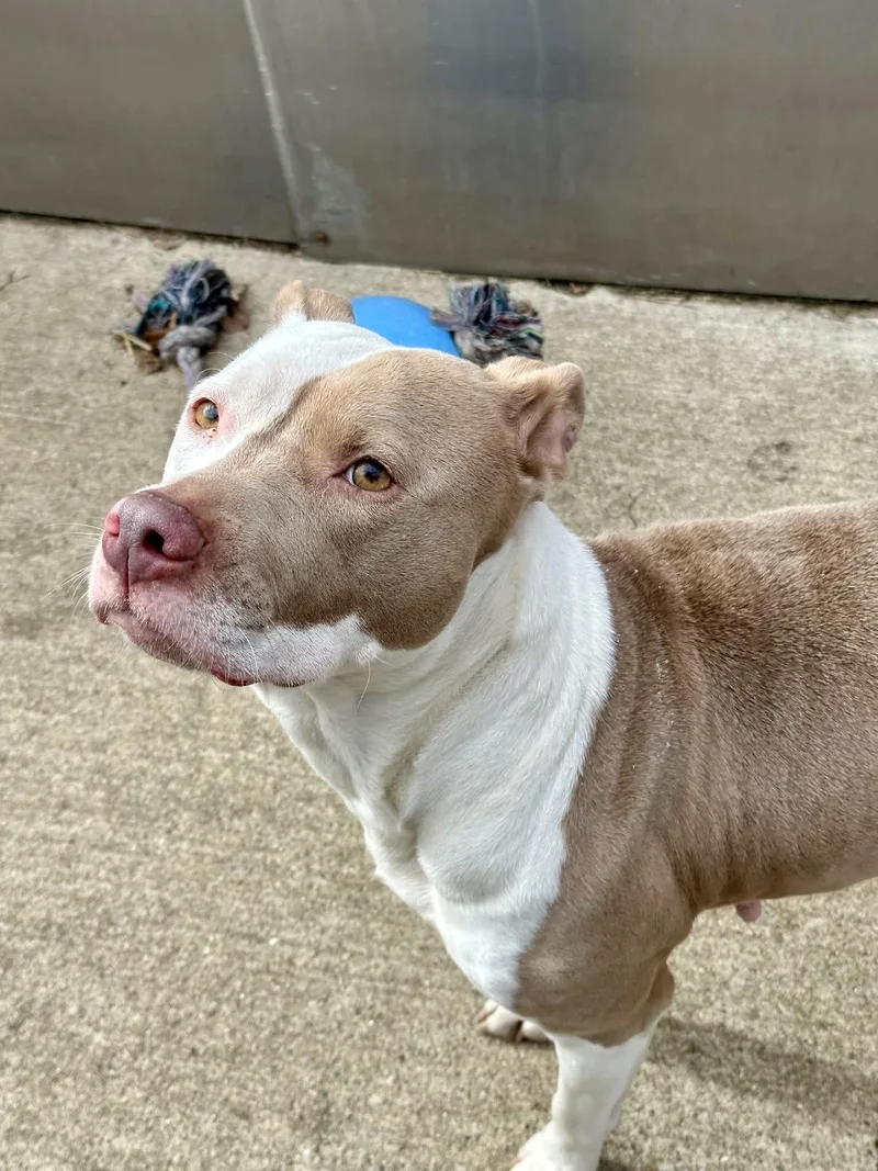 Cantaloupe thumbnail 4