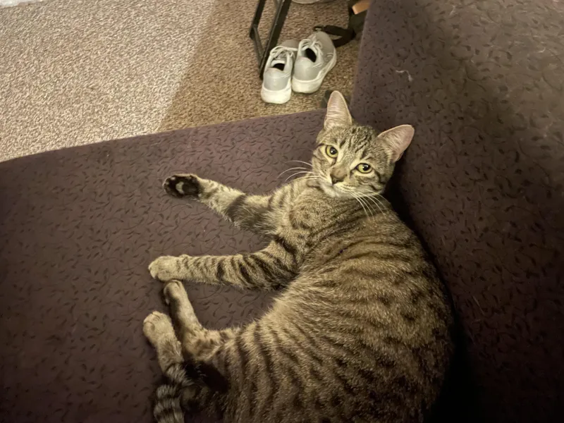 Jenny Located At Petsmart thumbnail 2