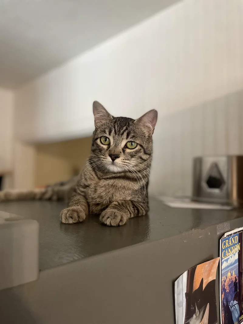 Jenny Located At Petsmart thumbnail 3