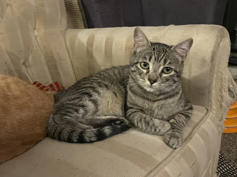 Jenny Located At Petsmart thumbnail 4