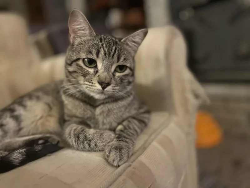 Jenny Located At Petsmart thumbnail 5