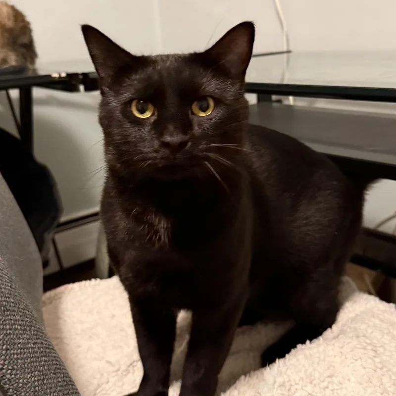 A young medium-sized male Black Domestic Short Hair cat named Knight for adoption in Melrose, MA