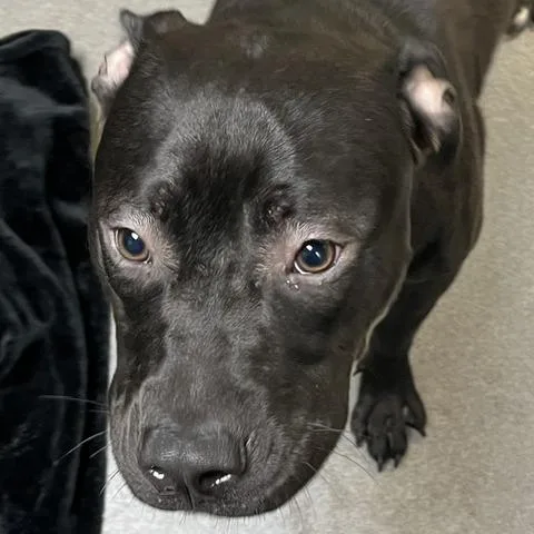 A young medium-sized female Black Pit Bull Terrier dog named Pineapple Mint for adoption in Baltimore, MD