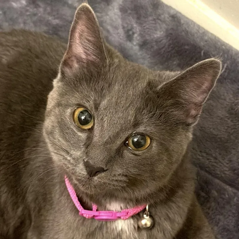 A baby medium-sized female Gray / Blue / Silver Domestic Short Hair cat named Lola for adoption in Bensalem, PA