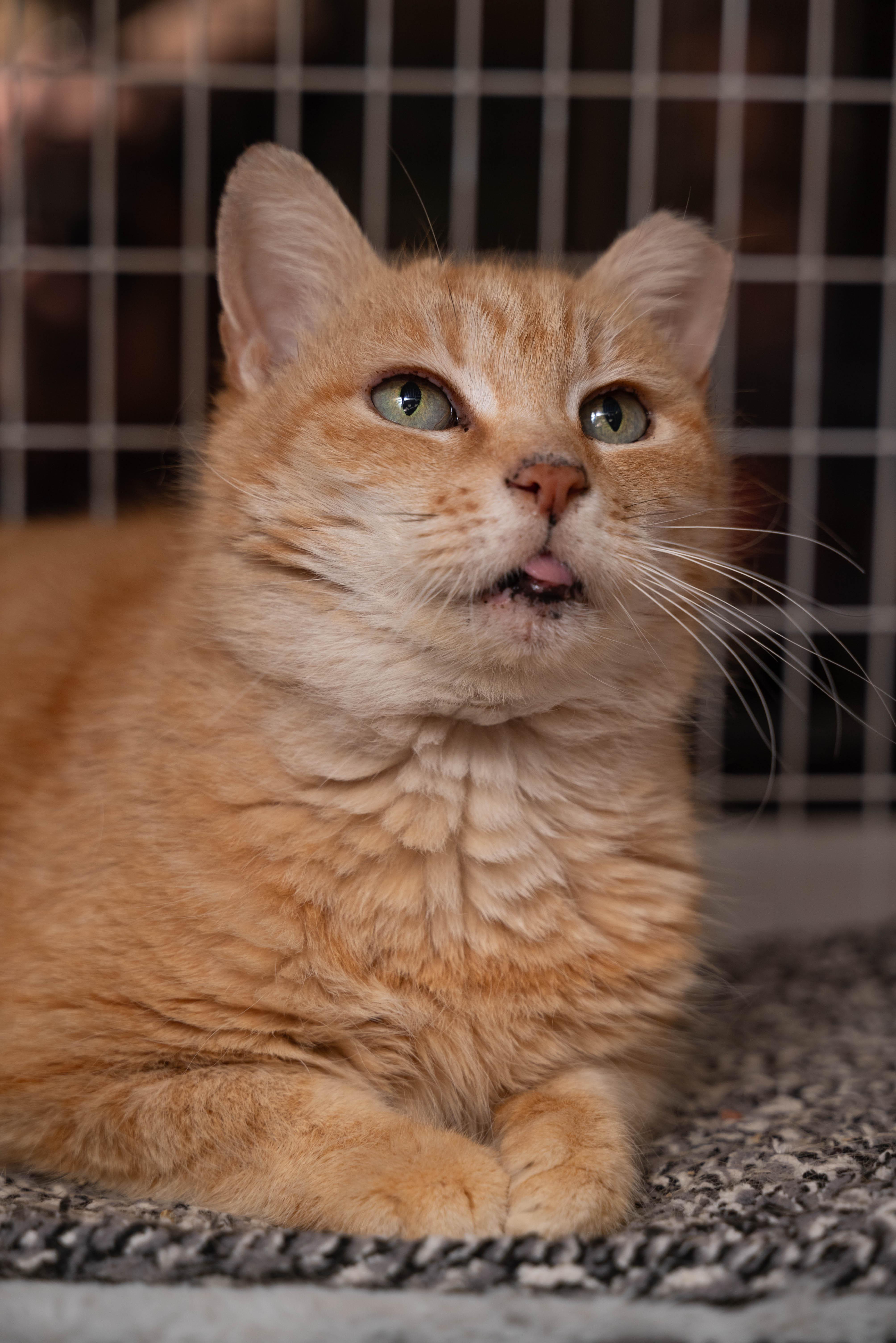 Cremebrule thumbnail 2