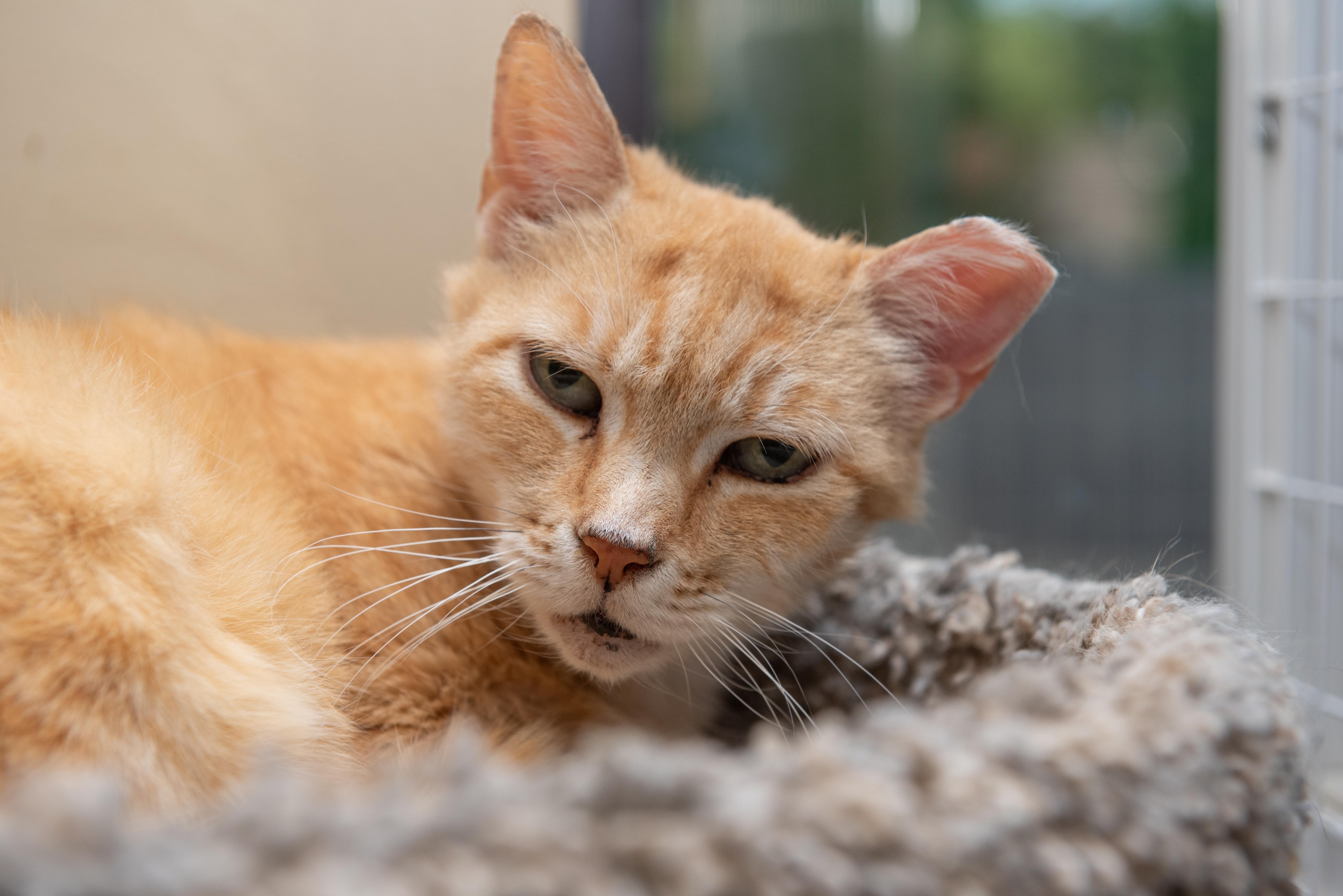 Cremebrule thumbnail 3