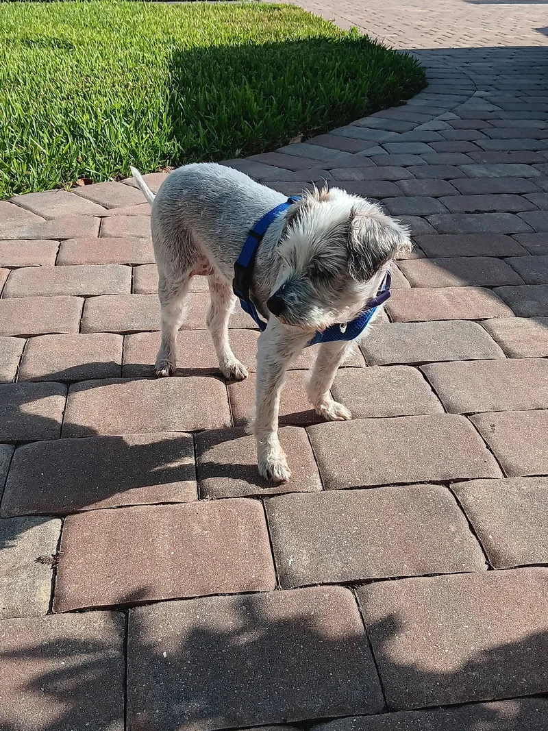 An adult small-sized female Shih Tzu dog named Royalty for adoption in Bradenton, FL