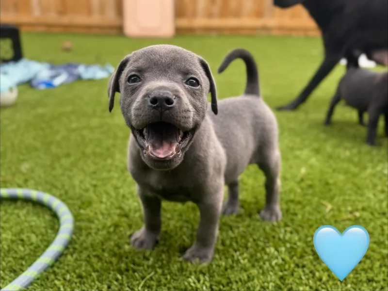 A baby medium-sized male Labrador Retriever dog named Howie for adoption in Mount Juliet, TN