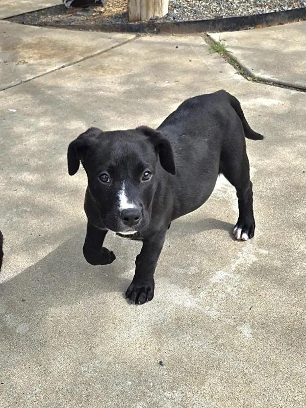 A young large-sized female Pit Bull Terrier dog named Cleo for adoption in Austin, TX