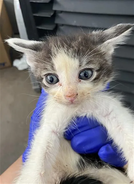 A baby medium-sized male Domestic Short Hair cat named Rabbit for adoption in Dallas, TX
