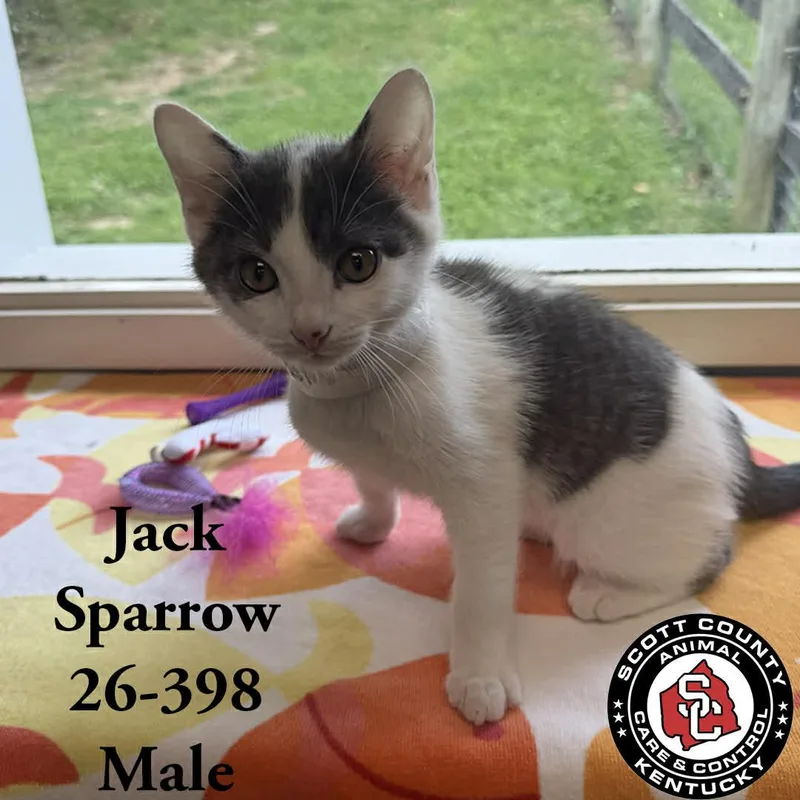A young small-sized male Gray & White Domestic Short Hair cat named Jack Sparrow for adoption in Georgetown, KY