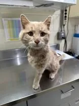 An adult medium-sized male Buff / Tan / Fawn Domestic Short Hair cat named Tango for adoption in Manitowoc, WI